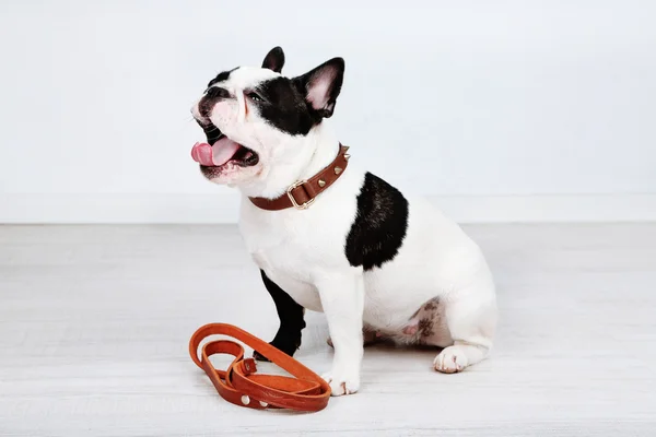 Cute French bulldog — Stock Photo, Image