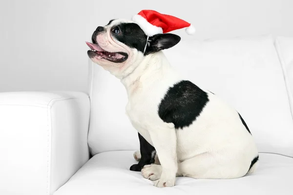 Buldog francuski z Santa hat na kanapie w pokoju — Zdjęcie stockowe