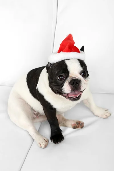 Bulldog francese con cappello Babbo Natale sul divano in camera — Foto Stock