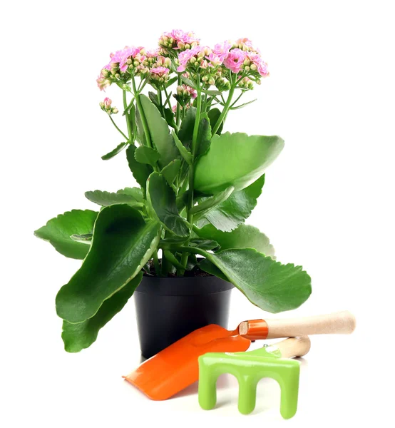 Vacker blomma i blomkruka, isolerad på vit — Stockfoto