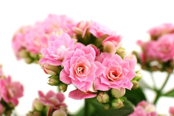 Beautiful pink flowers, close-up — Stock Photo, Image