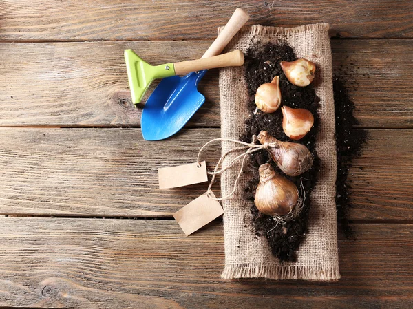 Flower bulbs and soil on sackcloth napkin, rake and shovel on wooden background — Stock Photo, Image