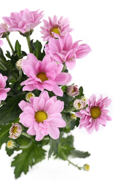 Beautiful chrysanthemum flowers — Stock Photo, Image