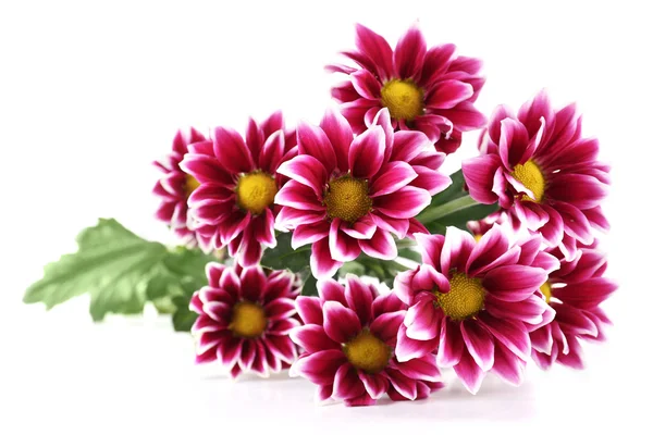 Lindas flores de crisântemo — Fotografia de Stock
