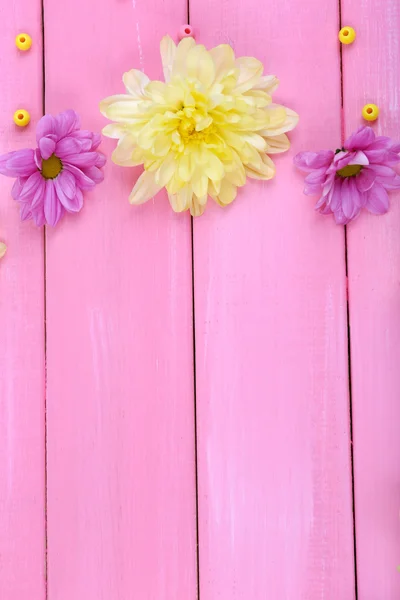 Bellissimi fiori di crisantemo — Foto Stock