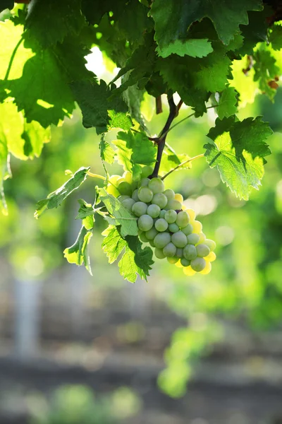 Trauben reifer Trauben auf Plantagen in Großaufnahme — Stockfoto