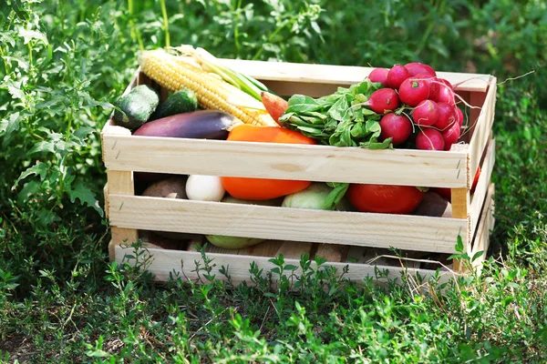 Fresh organic vegetables in wooden box outdoors — Stock Photo, Image