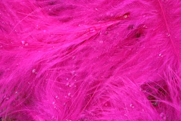 Colorful feather, close-up — Stock Photo, Image