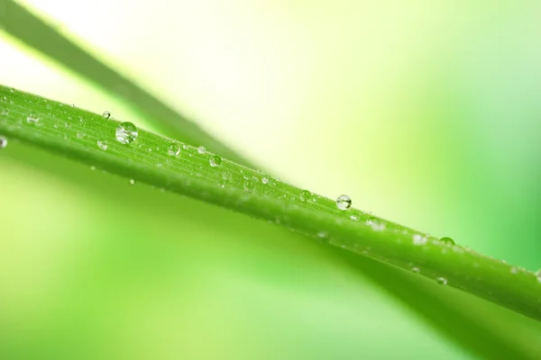 Hierba fresca con gotas de rocío — Foto de Stock