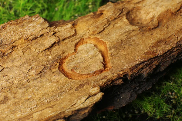 Cuore scolpito nella corteccia dell'albero — Foto Stock