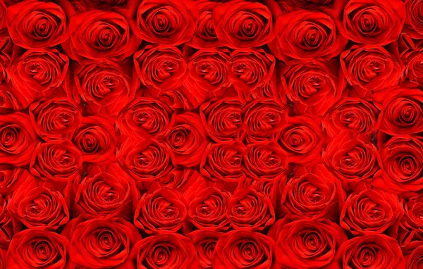 Hermosas rosas rojas — Foto de Stock