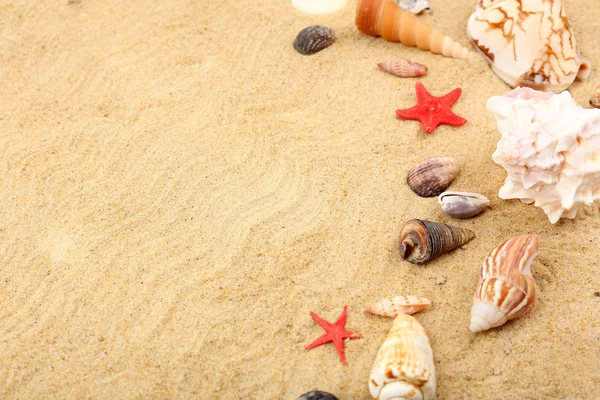 Seashells na areia, close-up — Fotografia de Stock