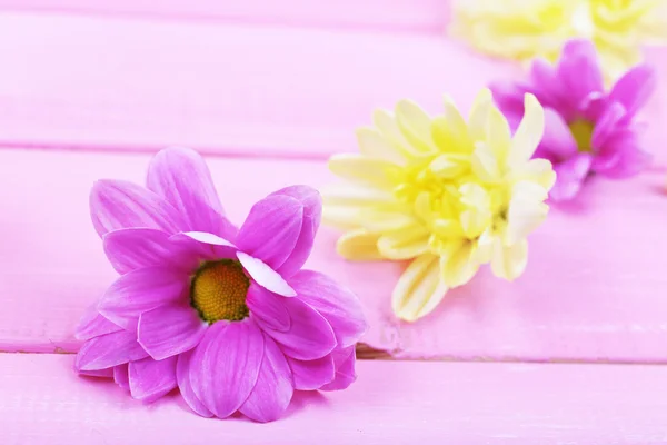 Beautiful chrysanthemum flowers — Stock Photo, Image