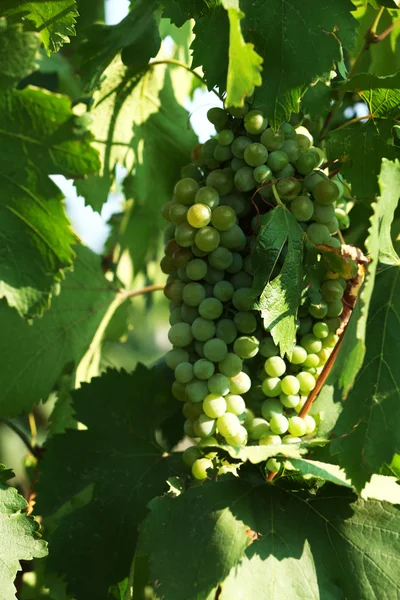 Bunches of ripe grape on plantation closeup — Stock Photo, Image