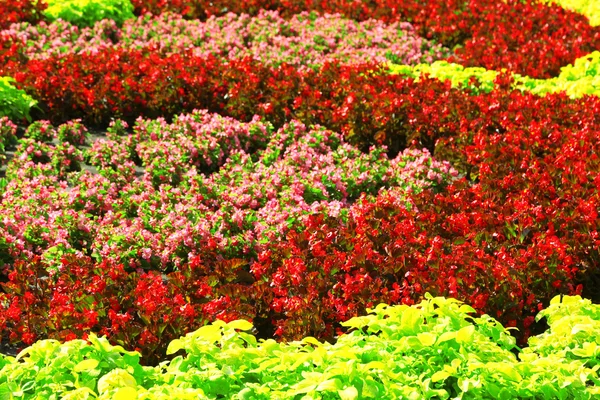 Fondo del macizo de flores —  Fotos de Stock