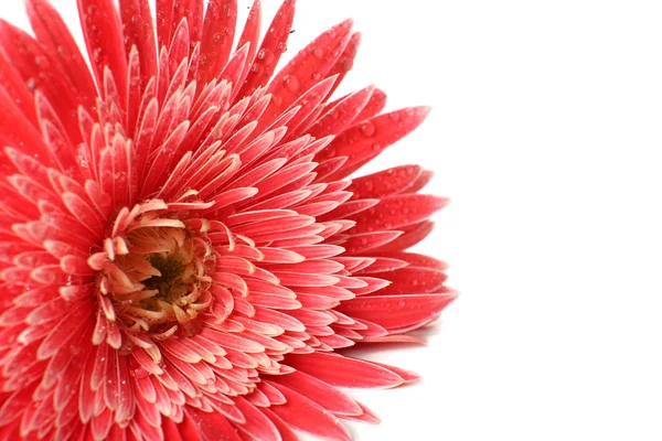 Bela gerbera com gotas isoladas em branco — Fotografia de Stock