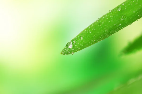 Hierba fresca con gotas de rocío — Foto de Stock