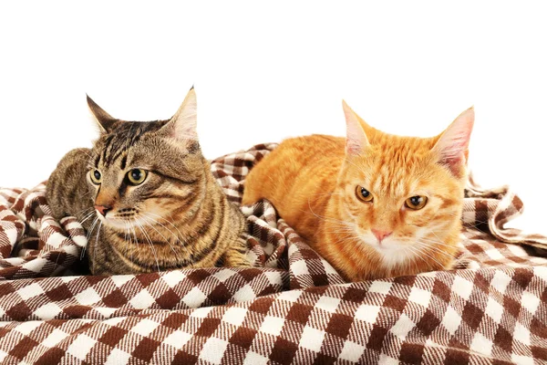 Красные и серые кошки на одеяле изолированы на белом — стоковое фото