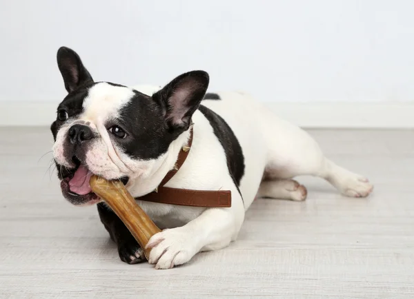 Fransk bulldog med ben i rum — Stockfoto