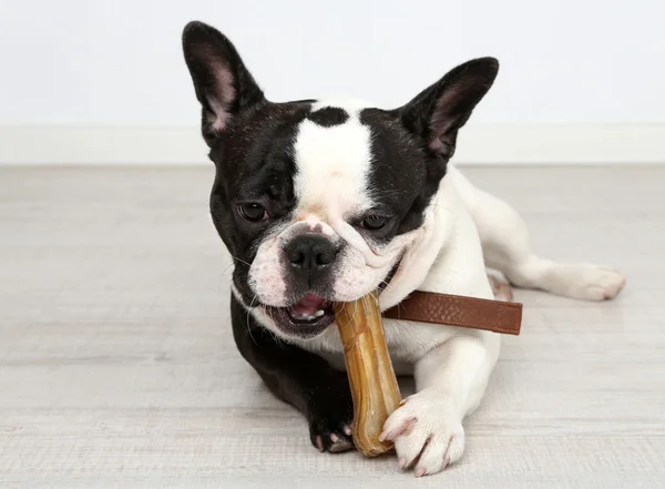 Bulldog Perancis dengan tulang di kamar — Stok Foto