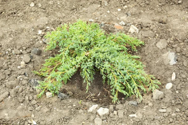 Prachtige lente struik, buitenshuis — Stockfoto