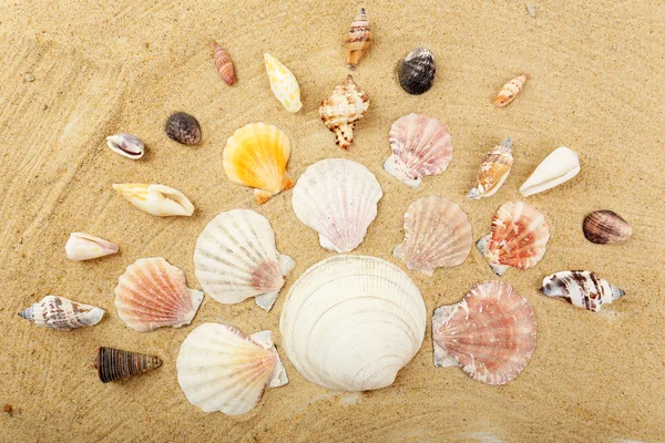 Seashells on sand, close-up — Stock Photo, Image