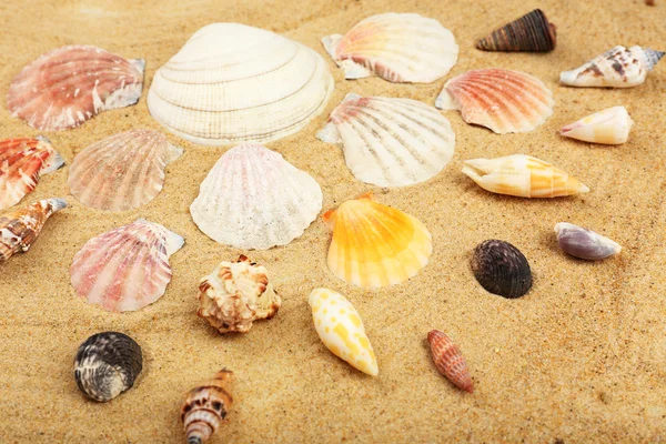 Muscheln auf Sand, Nahaufnahme — Stockfoto