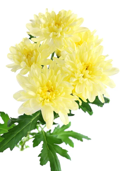 Schöne Chrysanthemenblüten, isoliert auf weiß — Stockfoto