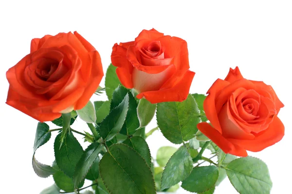 Beautiful roses — Stock Photo, Image