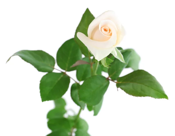 Vacker ros, isolerad på vit — Stockfoto