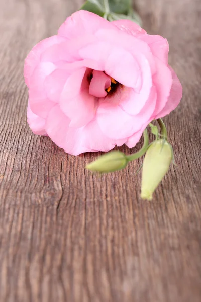 Mooie eustoma bloemen — Stockfoto