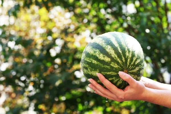 Washing watermelon, outdoors — Stock Photo, Image