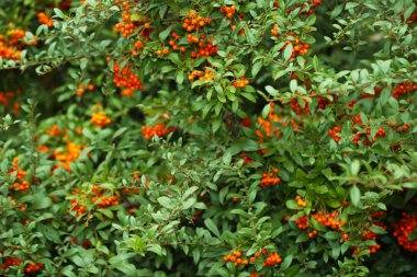 Ashberry ile yapraklar, yakın çekim