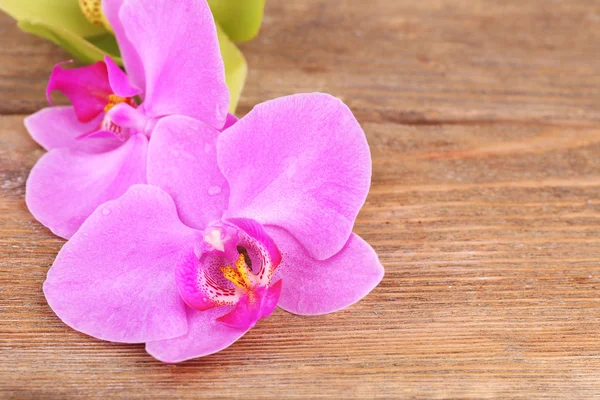 Flores de orquídea tropical rosa sobre fondo de madera — Foto de Stock