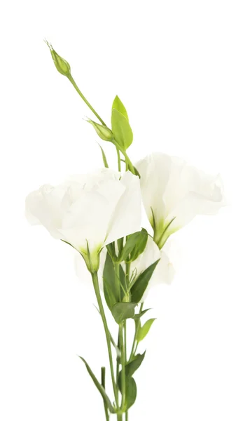 Hermosas flores de eustoma, aisladas en blanco — Foto de Stock
