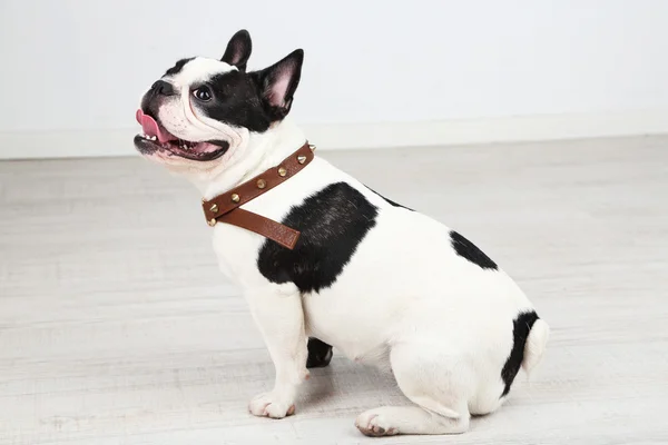 Cute French bulldog in room — Stock Photo, Image
