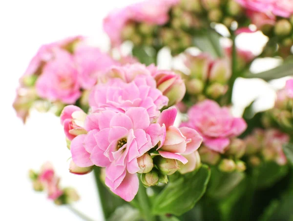 Lindas flores rosa, close-up — Fotografia de Stock