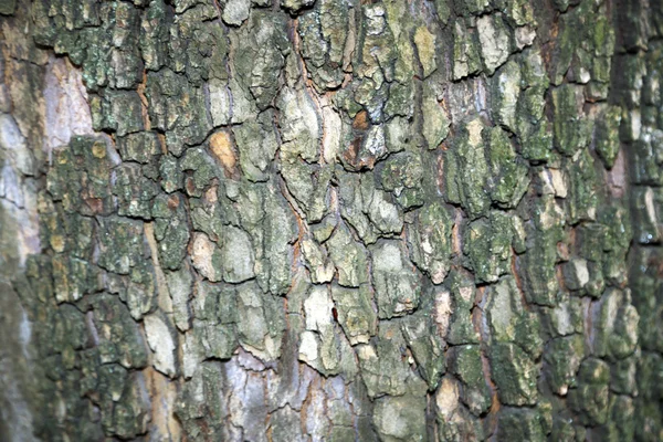 Baumrindenstruktur — Stockfoto