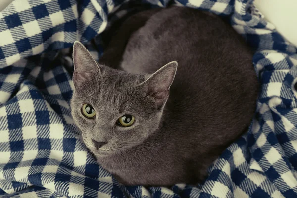 Katt på filt närbild — Stockfoto