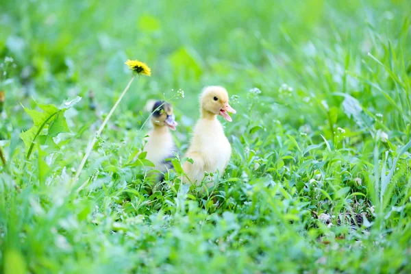 Little cute ducklings on green grass, outdoors — Stock Photo, Image