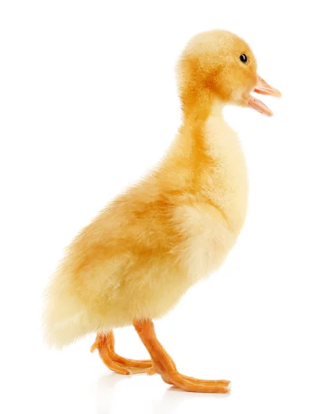 Little cute duckling isolated on white — Stock Photo, Image