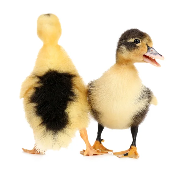 Pequeños patitos lindos aislados en blanco — Foto de Stock