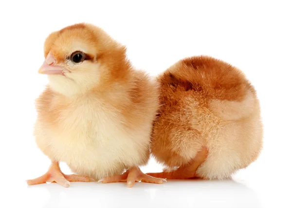 Kleine niedliche Hühner isoliert auf weiß — Stockfoto
