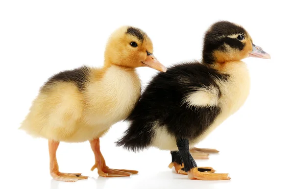 Pequeños patitos lindos aislados en blanco — Foto de Stock