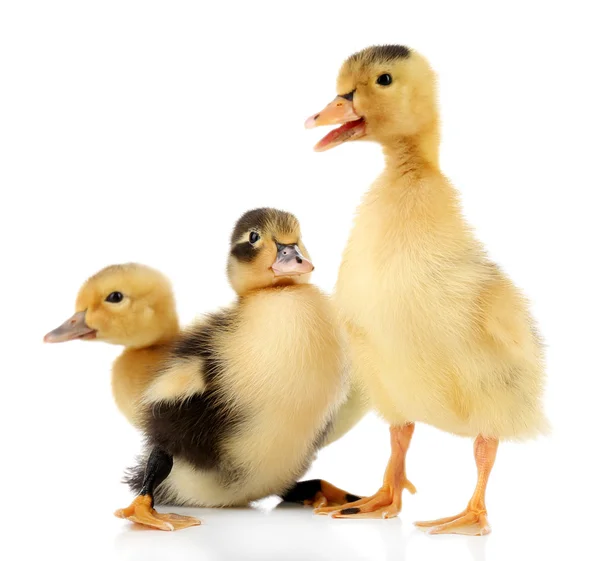 Pequenos patinhos bonitos isolados em branco — Fotografia de Stock