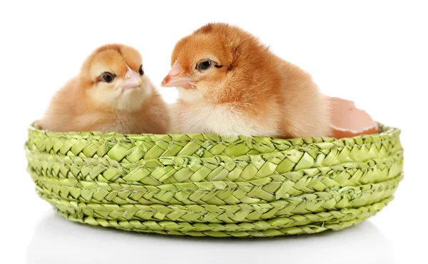 Petits poulets mignons et coquille d'oeuf isolés sur blanc — Photo