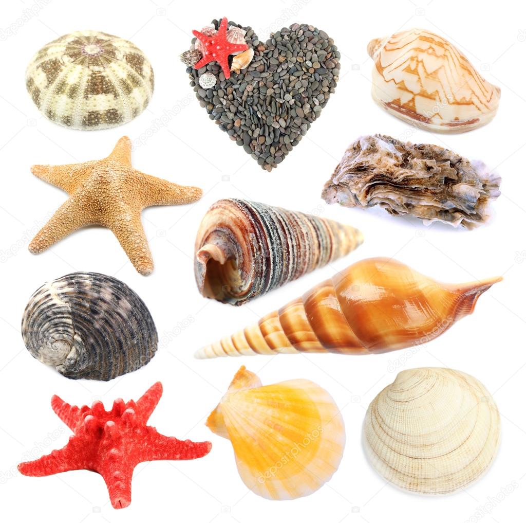 Collage of shells background