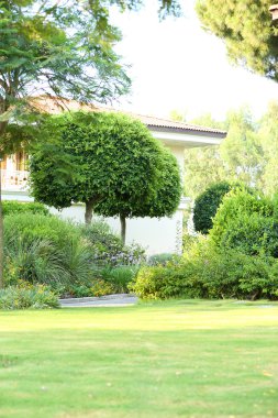 güzel ağaç parkı