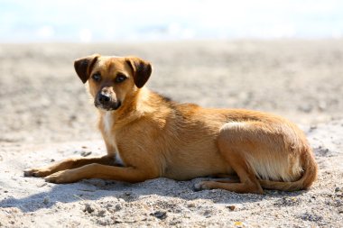 açık havada köpek