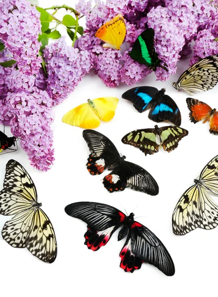 Schöne Schmetterlinge und Flieder, isoliert auf weiß — Stockfoto